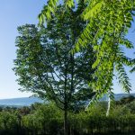 Taizé-Am-Silence-Areal_Morgen_3